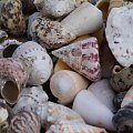 Kołobrzeg - muszelki, nie pochodzą z Bałtyku