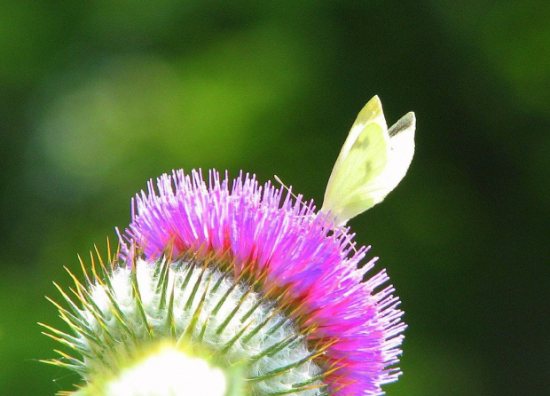 Motyl na oście