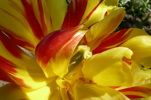 w tulipanowie ... #TULIPANY