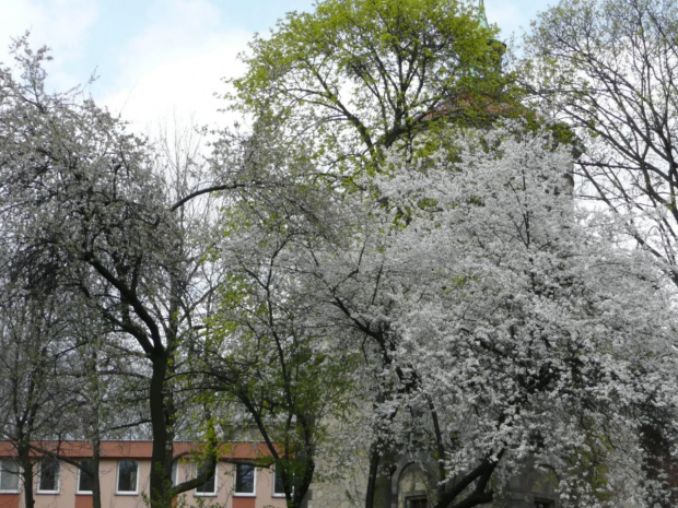 Otoczenie szpitala rehabilitacyjnego w Reptach