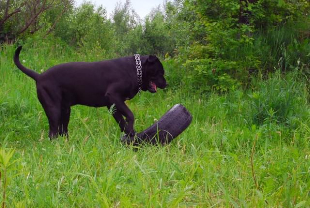 25 maj 2008 #Bandog #Clockwork #pies