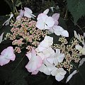 Hydrangea HovariaŽ 'Love you kiss'