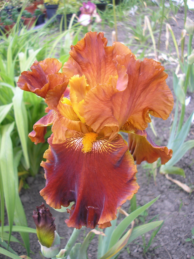 Iris Rustler