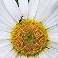 Margaritka #kwiaty #ogrody #owady