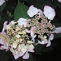 Hydrangea HovariaŽ 'Love you kiss'