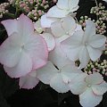 Hydrangea HovariaŽ 'Love you kiss'