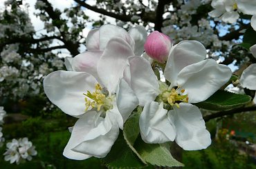... " świat nie jest wcale zły - niech no tylko zakwitną jabłonie" ... #działka
