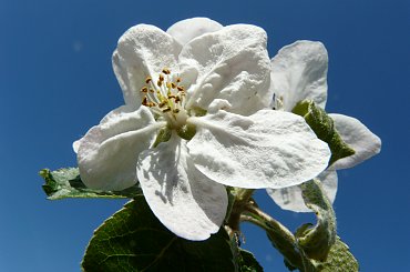 ... " świat nie jest wcale zły - niech no tylko zakwitną jabłonie" ... #działka