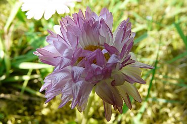 ... majowe stokrotki #STOKROTKI