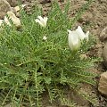 Astragalus (Traganek)