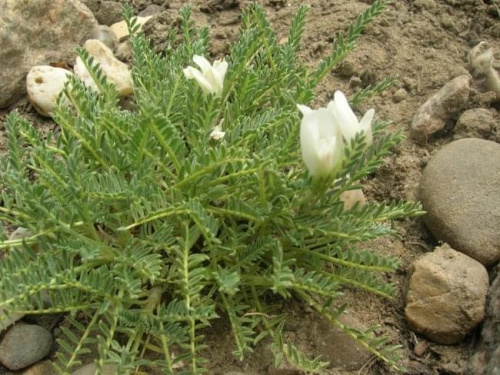 Astragalus (Traganek)