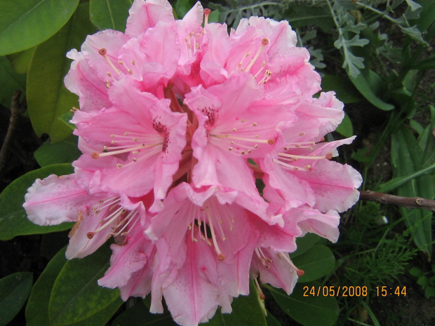 Rododendron