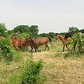 pastwisko #piskorzyna #FundacjaTara #tara #konie