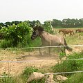 powrót z pastwiska - Nicpoń w galopie :D #piskorzyna #FundacjaTara #tara #konie