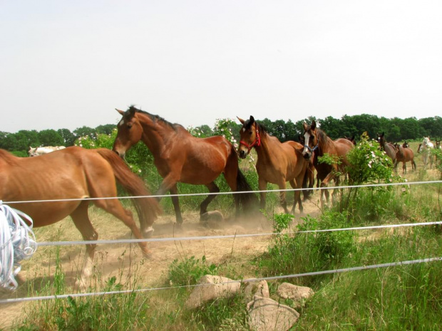 powrót z pastwiska #piskorzyna #FundacjaTara #tara #konie