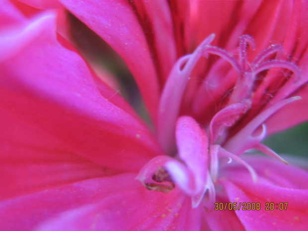 Pelargonia