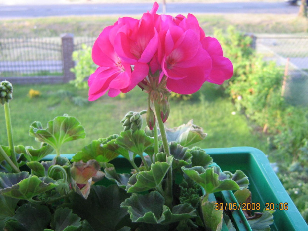 Pelargonia