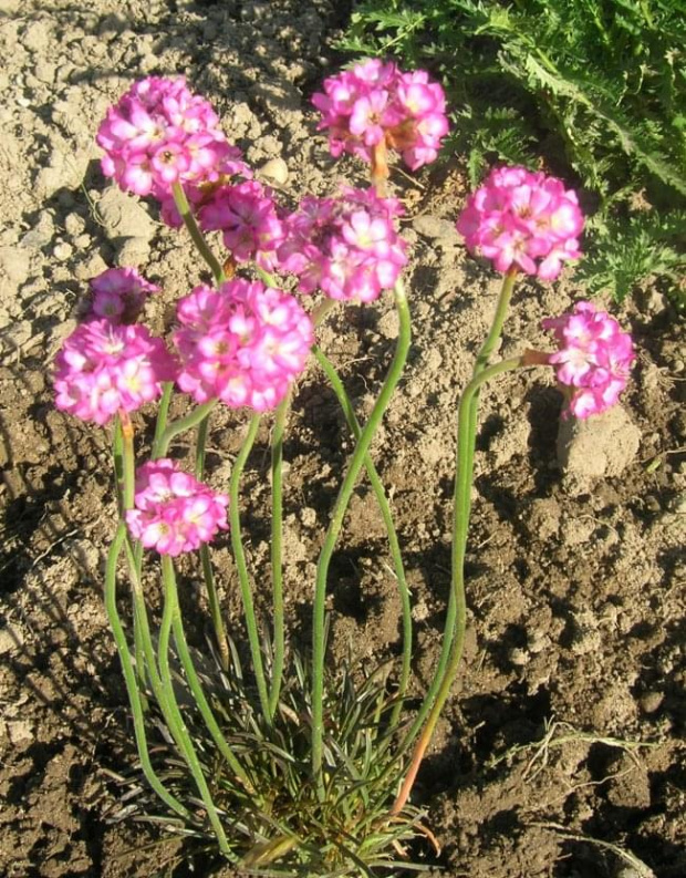 Armeria rubrifolia