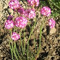 Armeria rubrifolia