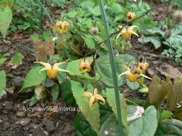 Epimedium