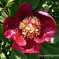 Paeonia caucasica