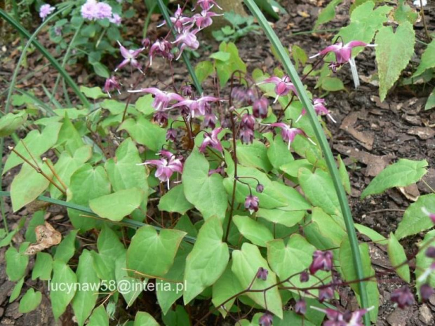 Epimedium