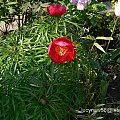 Paeonia teunifolia