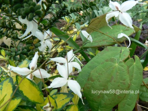 Epimedium