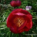 Paeonia tenuifolia