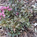 Weigela florida 'Victoria'