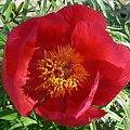 Paeonia tenuifolia