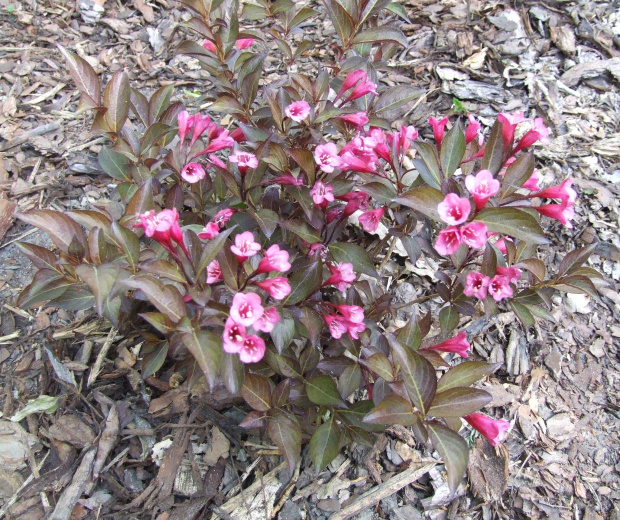 Weigela florida 'Aleksandra'