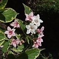 Weigela