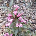 Weigela florida 'Victoria'