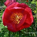 Paeonia teunifolia