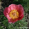 Paeonia anomala