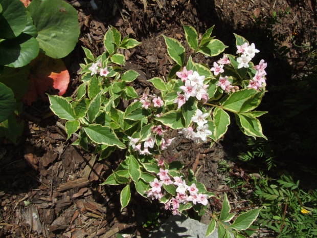 Weigela