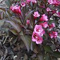 Weigela florida 'Aleksandra'