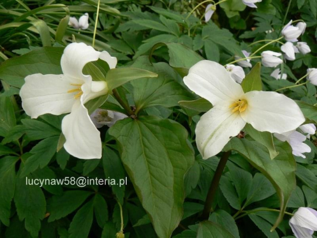 Trillium