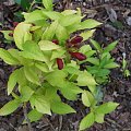 Weigela 'Briant Rubidor'