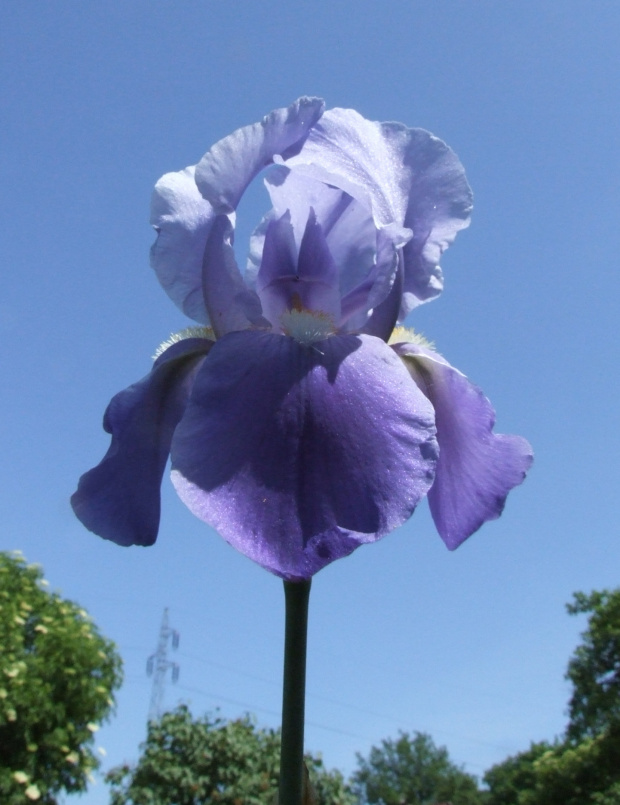 Iris 'Victoria Falls'