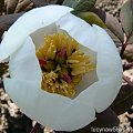 Paeonia obovata