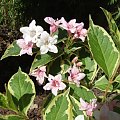 Weigela