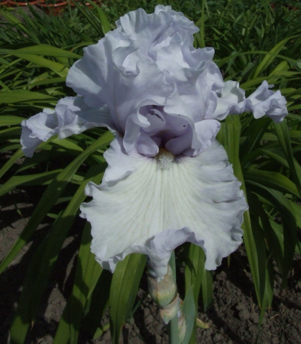 Iris x germanica Silverado