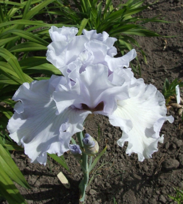 Iris x germanica Silverado