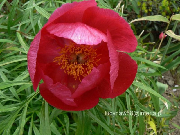 Paeonia