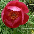 Paeonia