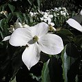 Cornus 'Teutonia'