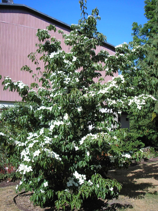 Cornus 'Teutonia'