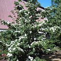 Cornus 'Teutonia'